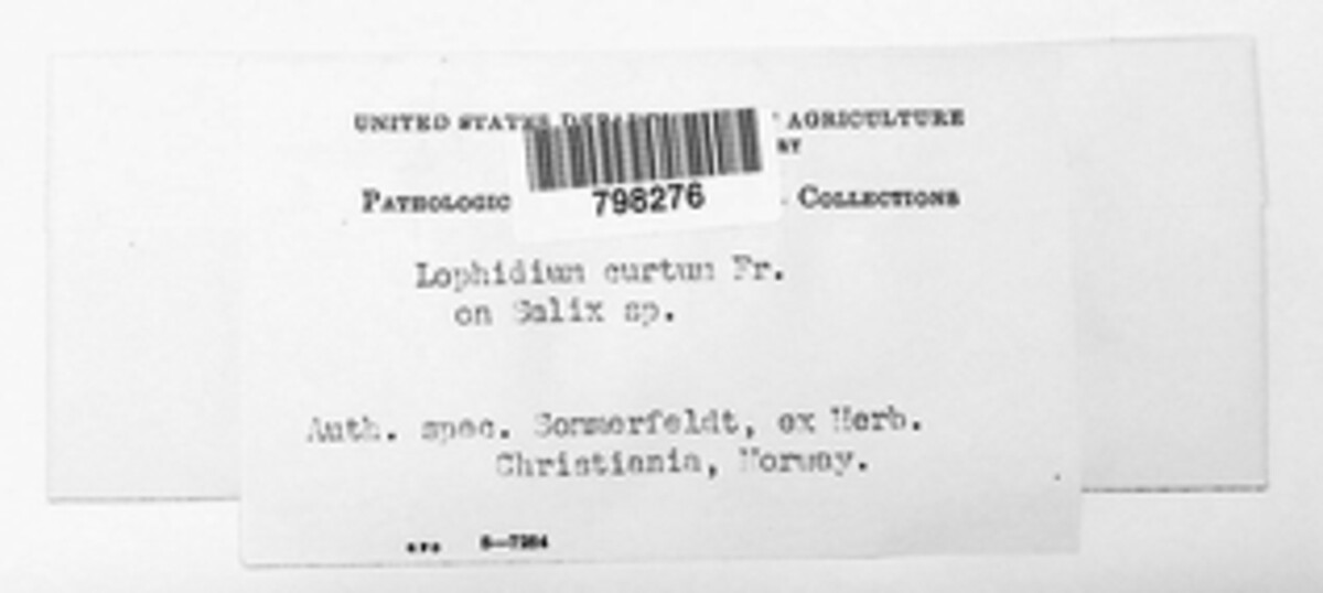 Lophidium curtum image